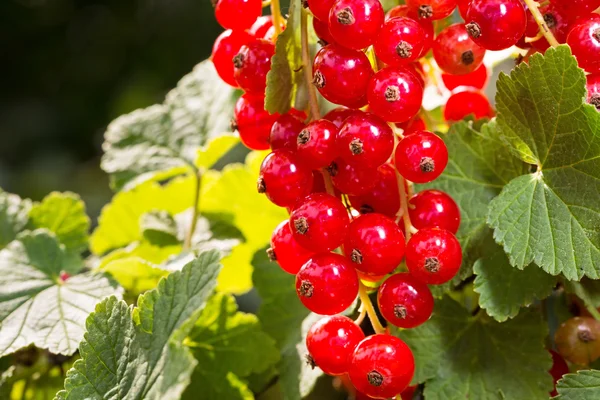 Reife rote Johannisbeeren — Stockfoto