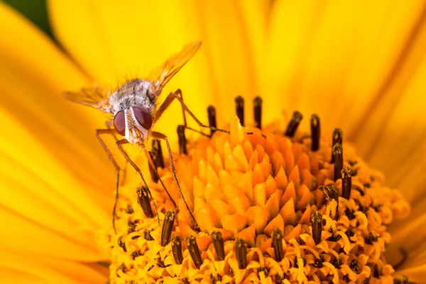 Voar sobre a flor — Fotografia de Stock