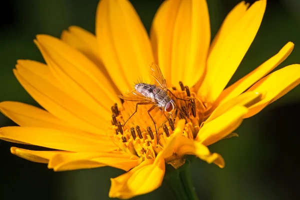 Moucha na květu — Stock fotografie
