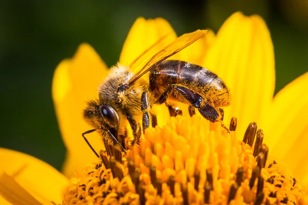 Pszczoła na kwiatku — Zdjęcie stockowe