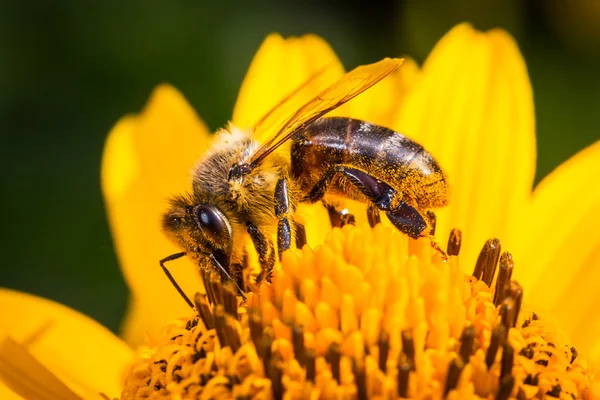 Abeille sur la fleur — Photo