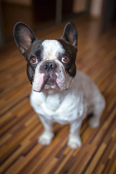 Bulldog francês — Fotografia de Stock