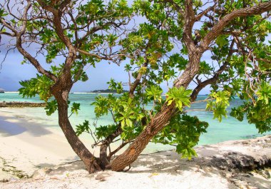 Tropical beach scenery of Maldives.