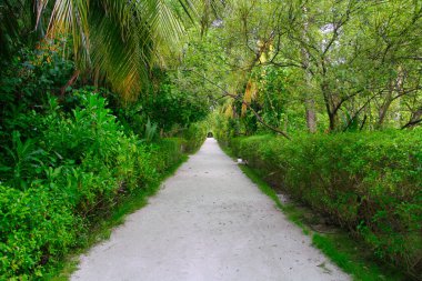 Path through a tropical island in the Maldives