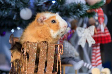 Guinea pig under the Christmas tree at home.