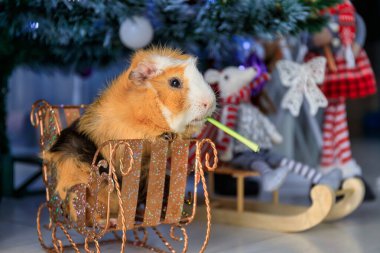 Guinea pig under the Christmas tree at home.