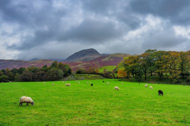 İngiltere 'nin güzel sonbahar manzarası. Birleşik Krallık