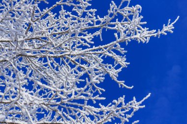 Güneşli bir günde donmuş kış ağaçları. Polonya