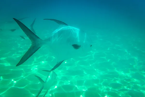 鱼类在加勒比海中的暗沙 — 图库照片