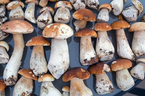 Porcini mushrooms on the table — Stock Photo, Image