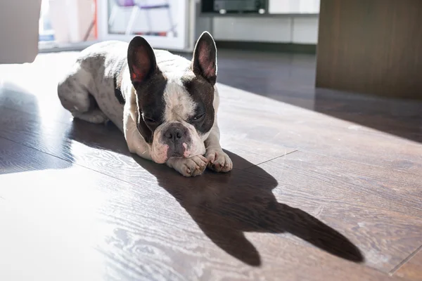 French bulldog in sunny living room — Stock Photo, Image