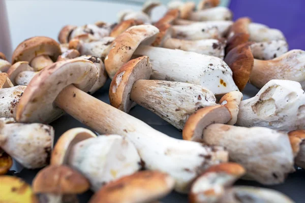 Porcini mushrooms on the table — Stock Image Porcini mushrooms on the table Royalty Free Stock Photos