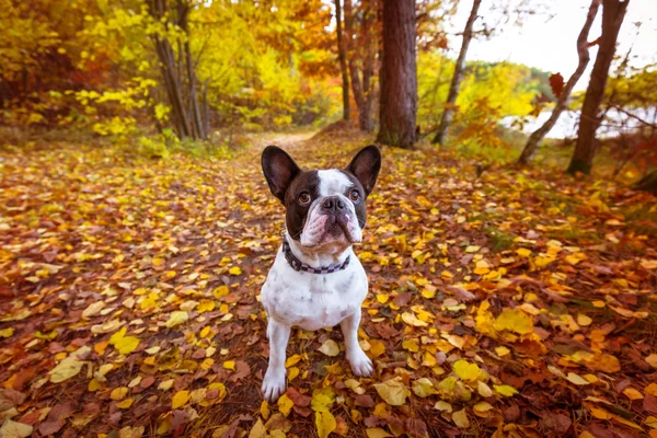 Французький бульдог в autumnal декорація — стокове фото