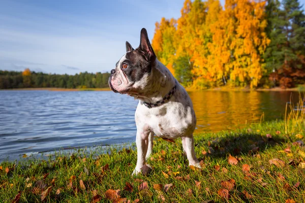 Buldog francuski nad jeziorem jesienny — Zdjęcie stockowe