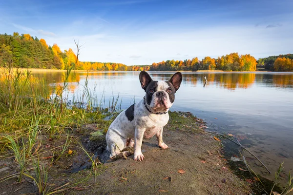 Buldog francuski nad jeziorem jesienny — Zdjęcie stockowe