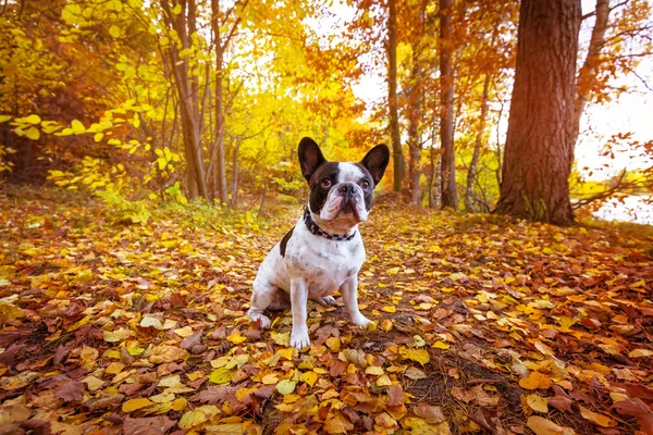 Francia bulldog, őszi táj — Stock Fotó