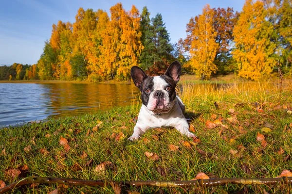 Buldog francuski nad jeziorem jesienny — Zdjęcie stockowe