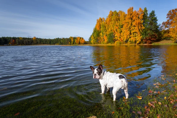 French bulldog at the autumnal lake — Stock Photo, Image