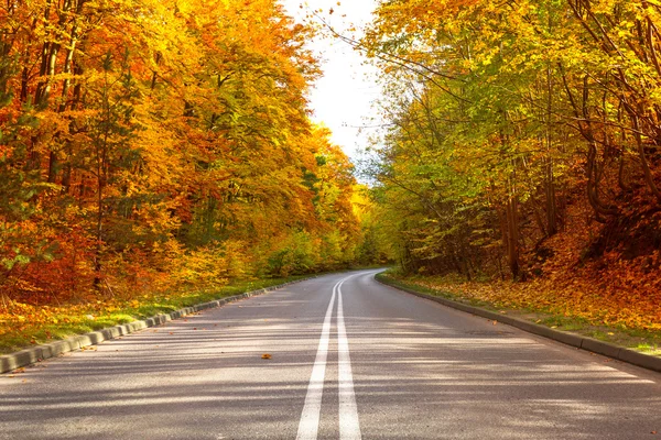 Sonbahar ormanlarında yol — Stok fotoğraf