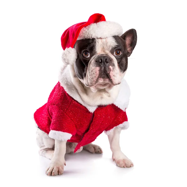 Fransk bulldog i santa dräkt till jul — Stockfoto