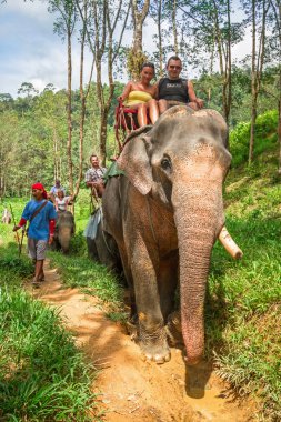 Tayland 'daki Khao Sok Ulusal Parkı' nda fil yürüyüşü.