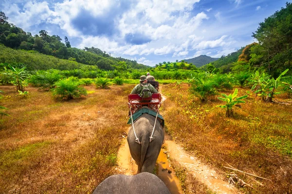 Trekking de elefantes en Tailandia — Foto de Stock