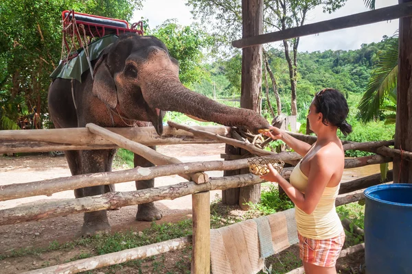 Mulher alimentando elefante na selva — Fotografia de Stock