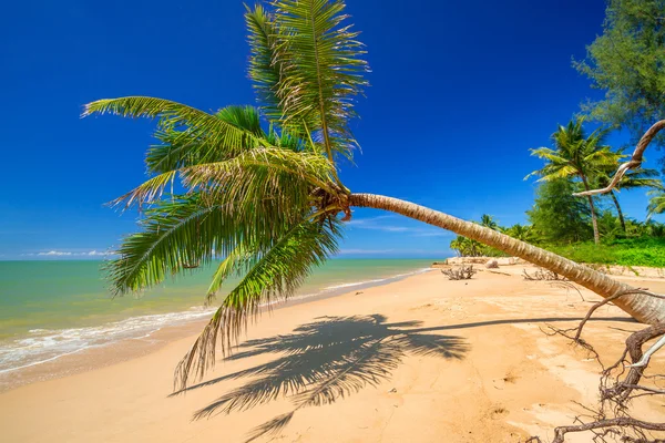 Tropical palm tree on the beach — Stock Photo, Image