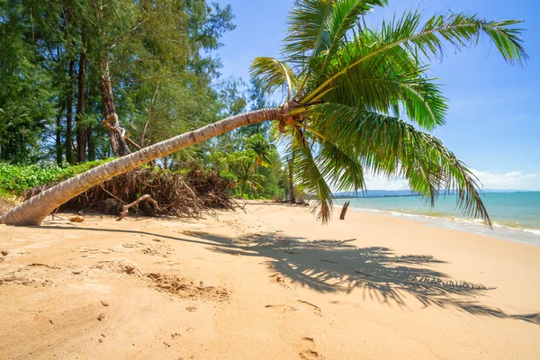 Тропическая пальма на пляже — стоковое фото