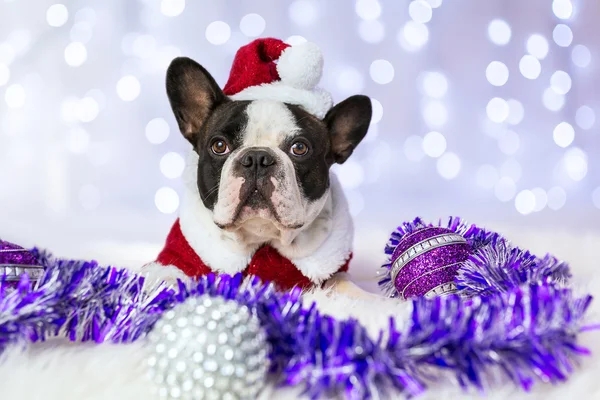 Bulldog francese in costume da Babbo Natale — Foto Stock