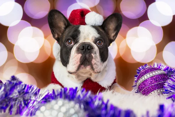 Fransk bulldog i santa dräkt — Stockfoto