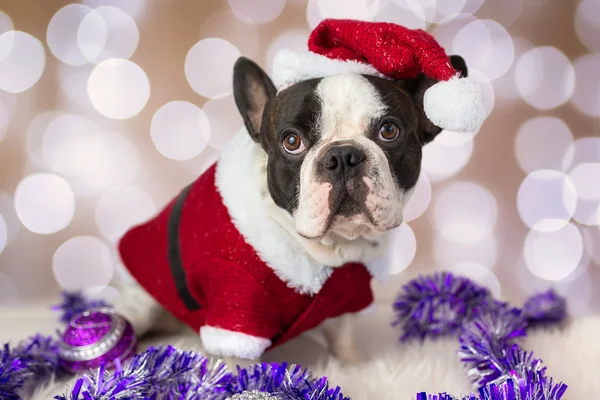 French bulldog in santa costume — Stock Photo, Image