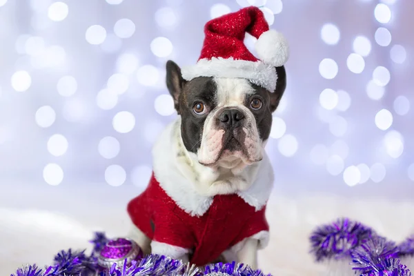 Fransk bulldog i santa dräkt — Stockfoto