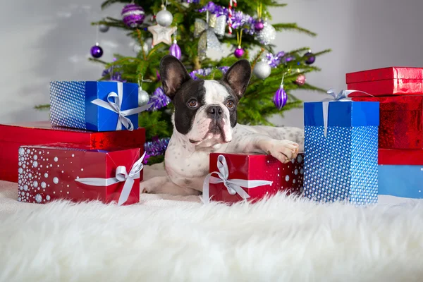 Franse bulldog met kerstcadeaus — Stockfoto