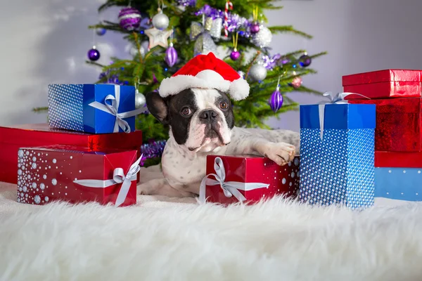 French bulldog with Christmas presents — Stock Photo, Image