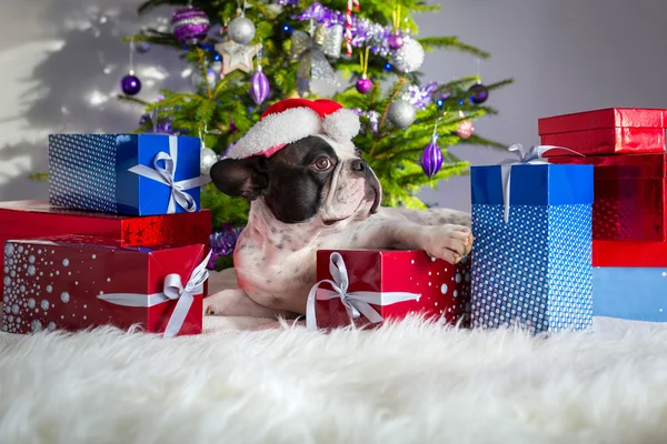 Französische Bulldogge mit Weihnachtsgeschenken — Stockfoto