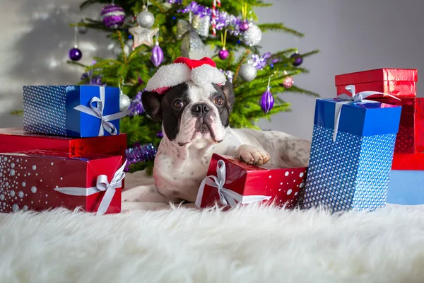 Französische Bulldogge mit Weihnachtsgeschenken — Stockfoto