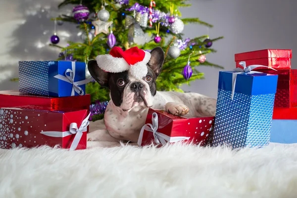 Buldog francuski z Boże Narodzenie prezenty — Zdjęcie stockowe
