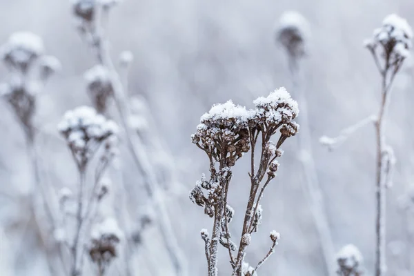 Hoarfrost på vinterbuskene - Stock-foto