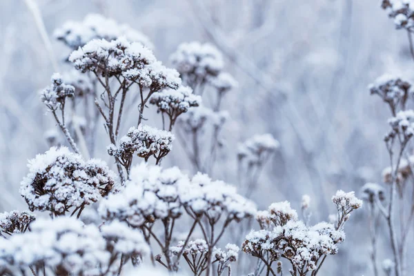 Raureif auf den winterlichen Büschen — Stockfoto