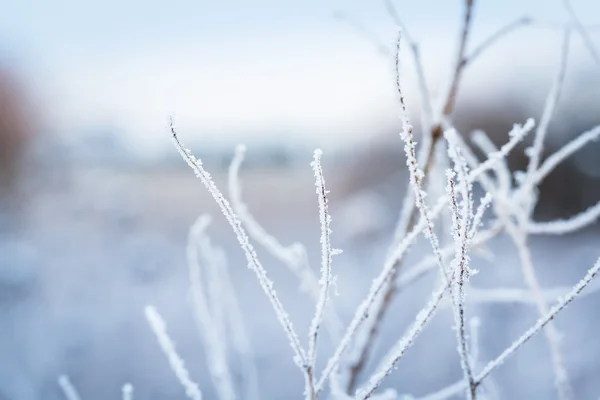 Raureif auf den winterlichen Büschen — Stockfoto