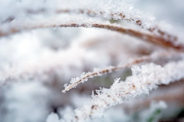 Hoarfrost på vinterbuskene - Stock-foto