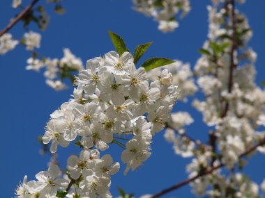 çiçek açan vişne