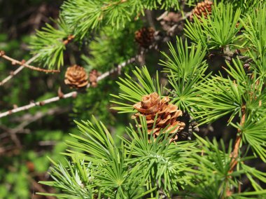  koni ile tarla dalı