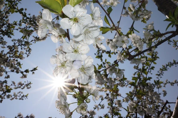 Cherry blossoms backlit — Stock Photo, Image