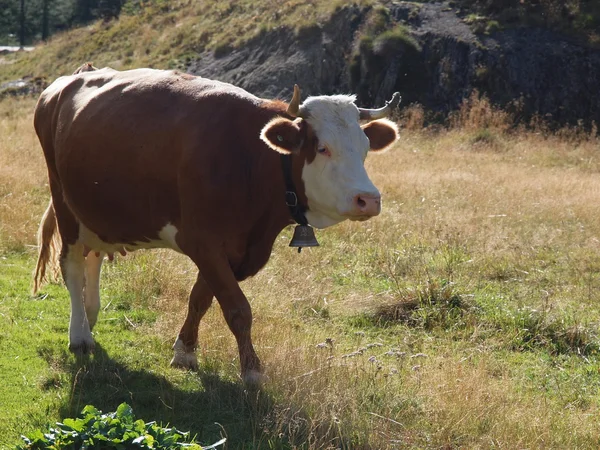 Vaca no pasto — Fotografia de Stock