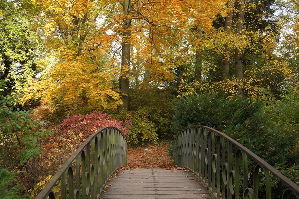 Foliage — Stock Photo, Image