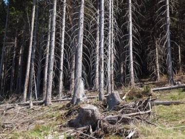 ölmek üzere olan orman