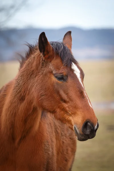 Retrato de caballo marrón —  Fotos de Stock