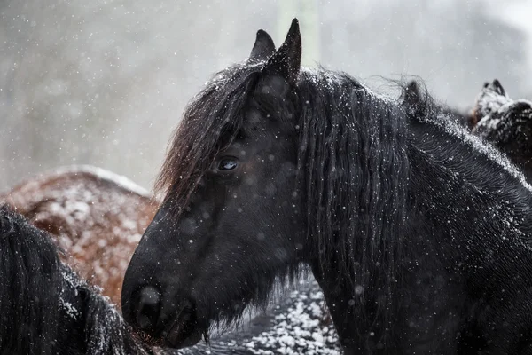 Fríský kůň a sněžení — Stock fotografie